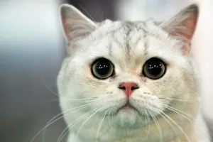 A British Shorthair cat looks on during a cat exhibition in Bishkek on March 23, 2013 A British Shorthair cat looks on during a cat exhibition in Bishkek on March 23, 2013