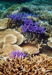 <b class=qtipBold><figcaption>Caledonie-Environnement</figcaption></b><br>Photo prise le 11 mars 2002 du recif corallien du lagon de Nouvelle-Caledonie. La demande de la France de classement au patrimoine mondial de l'humanite du recif corallien de la Nouvelle-Caledonie souleve un tolle aupres des elus caledoniens de droite, qui refusent cette "ingerence" et reclament le retrait du dossier a l'Unesco. / AFP PHOTO / MARC LE CHELARD<br><em>© Copyright Agence France-Presse (AFP) - All Rights Reserved</em> Caledonie-Environnement