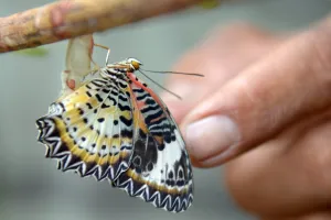 Butterfly Prints: Cambodia-Nature-Environment-Butterflies