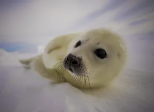 <b class=qtipBold><figcaption>Canada-Animal-Seal</figcaption></b><br>A pup harp seal rests on the ice floes off the coast of the Magdalen Islands, Quebec on March 3, 2008. AFP PHOTO/David BOILY / AFP PHOTO / DAVID BOILY<br><em>© Copyright Agence France-Presse (AFP) - All Rights Reserved</em> Canada-Animal-Seal