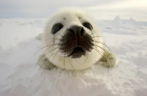 <b class=qtipBold><figcaption>Canada-Animals-Harp Seals</figcaption></b><br>A pup harp seal searches for its mother on the ice floes on March 3, 2008, off the coast of the Magdalen Islands, Quebec. AFP PHOTO/David BOILY / AFP PHOTO / DAVID BOILY<br><em>© Copyright Agence France-Presse (AFP) - All Rights Reserved</em> Canada-Animals-Harp Seals
