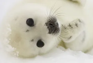 <b class=qtipBold><figcaption>Canada-Animals-Harp Seals</figcaption></b><br>A harp seal pup rests on the ice floes on March 3, 2008, off the coast of the Magdalen Islands, Quebec. AFP PHOTO/David BOILY<br><em>© Copyright Agence France-Presse (AFP) - All Rights Reserved</em> Canada-Animals-Harp Seals