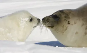 Canada-Animals-Harp Seals