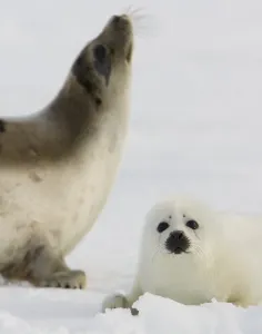 Canada-Animals-Harp Seals