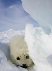 Canada-Animals-Harp Seals