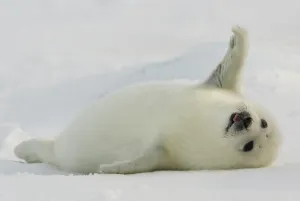 Canada-Animals-Harp Seals