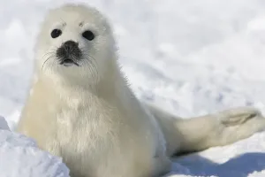 Canada-Animals-Harp Seals
