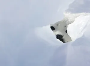 Canada-Animals-Harp Seals