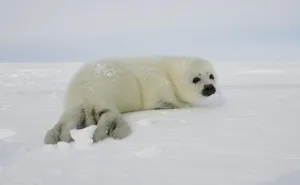 Canada-Animals-Harp Seals