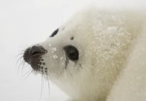 Canada-Animals-Harp Seals