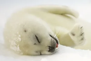 Canada-Animals-Harp Seals