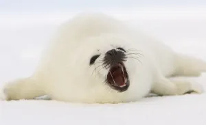 Canada-Animals-Harp Seals