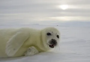 <b class=qtipBold><figcaption>Canada-Animals-Harp Seals</figcaption></b><br>A pup harp seal rests on the ice floes on March 3, 2008, off the coast of the Magdalen Islands, Quebec. AFP PHOTO/David BOILY / AFP PHOTO / DAVID BOILY<br><em>© Copyright Agence France-Presse (AFP) - All Rights Reserved</em> Canada-Animals-Harp Seals