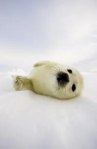<b class=qtipBold><figcaption>Canada-Animals-Seals</figcaption></b><br>A pup harp seal resting on the ice floes off the coast of the Magdalen Islands, Quebec. AFP PHOTO/FILES/David BOILY / AFP PHOTO / DAVID BOILY<br><em>© Copyright Agence France-Presse (AFP) - All Rights Reserved</em> Canada-Animals-Seals
