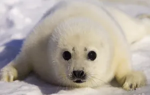 <b class=qtipBold><figcaption>Canada-Environment-Seals-Mccartney</figcaption></b><br>A seal pup poses for the camera during a venture onto the ice floes of the Gulf of St-Lawrence by former Beatle Paul McCartney and his wife Heather Mills McCartney. / AFP PHOTO / DAVID BOILY<br><em>© Copyright Agence France-Presse (AFP) - All Rights Reserved</em> Canada-Environment-Seals-Mccartney