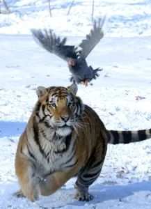 China-Animal-Siberian-Tigers China-Animal-Siberian-Tigers