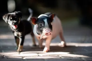 Baby Animal Prints: China-Animals