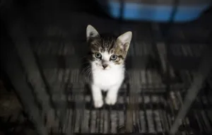 <b class=qtipBold><figcaption>China-Animals-Cats-Kitten</figcaption></b><br>A kitten sits in his enclosure at a Buddhist temple in the suburbs of Shanghai. AFP PHOTO / JOHANNES EISELE / AFP PHOTO / JOHANNES EISELE<br><em>© Copyright Agence France-Presse (AFP) - All Rights Reserved</em> China-Animals-Cats-Kitten