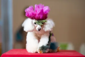 Images Dated 17th July 2016: China-Lifestyle-Pets
