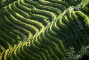 <b class=qtipBold><figcaption>China-Minorities-Rice-Terraces</figcaption></b><br>Rice terraces which reach up a string of 500m peaks around the Dong minority village of Ping'an in China's southwest Gangxi province. AFP PHOTO / PETER PARKS<br><em>© Copyright Agence France-Presse (AFP) - All Rights Reserved</em> China-Minorities-Rice-Terraces