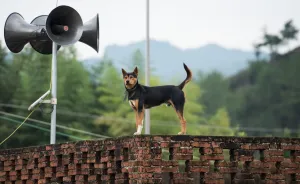 China-School-Dog China-School-Dog