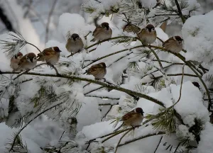 <b class=qtipBold><figcaption>China-Weather-Snow</figcaption></b><br>Birds perch on snow covered trees in a city park after heavy snowfall in Beijing, on March 20, 2013. Beijing and the northern China has been experiencing its coldest winter in more than 30 years and has seen tens of thousands of the countries livestock dying and transport chaos as flights and highways are shutdown. AFP PHOTO/Mark RALSTON / AFP PHOTO / MARK RALSTON<br><em>© Copyright Agence France-Presse (AFP) - All Rights Reserved</em> China-Weather-Snow