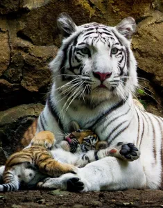 <b class=qtipBold><figcaption>COLOMBIA-ANIMALS-TIGERS-CUBS</figcaption></b><br>Indira, a bengal white tigress, lies down with one of her ??cubs at the zoo of Cali, Colombia, on February 6, 2014. The three cubs were born on November 30, 2013. AFP PHOTO / LUIS ROBAYO / AFP PHOTO / LUIS ROBAYO<br><em>© Copyright Agence France-Presse (AFP) - All Rights Reserved</em> COLOMBIA-ANIMALS-TIGERS-CUBS