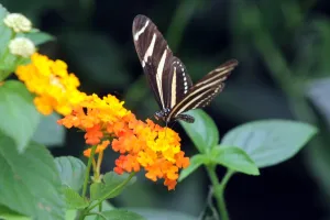 Colombia-Butterflies-Exhibition