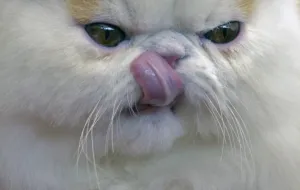 <b class=qtipBold><figcaption>Colombia-Cats-Exhibition</figcaption></b><br>A Himalayan cat takes part in the VI International Feline Fair in Medellin, Antioquia department, Colombia on March 16, 2014. AFP PHOTO/Raul ARBOLEDA / AFP PHOTO / RAUL ARBOLEDA<br><em>© Copyright Agence France-Presse (AFP) - All Rights Reserved</em> Colombia-Cats-Exhibition