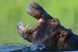 <b class=qtipBold><figcaption>Colombia-Drugs-Escobar-Hippos</figcaption></b><br>A hippo is seen at the Hacienda Napoles theme park, once the private zoo of drug kingpin Pablo Escobar at his Napoles ranch, in Doradal, Antioquia department, Colombia. AFP PHOTO / RAUL ARBOLEDA<br><em>© Copyright Agence France-Presse (AFP) - All Rights Reserved</em> Colombia-Drugs-Escobar-Hippos