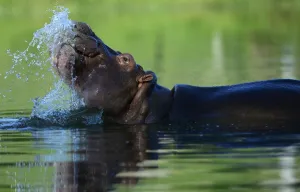 <b class=qtipBold><figcaption>Colombia-Drugs-Escobar-Hippos</figcaption></b><br>A hippo is seen at the Hacienda Napoles theme park, once the private zoo of drug kingpin Pablo Escobar at his Napoles ranch, in Doradal, Antioquia department, Colombia. AFP PHOTO / RAUL ARBOLEDA<br><em>© Copyright Agence France-Presse (AFP) - All Rights Reserved</em> Colombia-Drugs-Escobar-Hippos