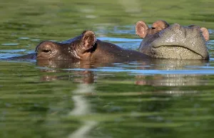 <b class=qtipBold><figcaption>Colombia-Escobar-Hippos</figcaption></b><br>Hippos are seen at the Hacienda Napoles theme park, once the private zoo of drug kingpin Pablo Escobar at his Napoles ranch, in Doradal, Antioquia department, Colombia. AFP PHOTO / RAUL ARBOLEDA<br><em>© Copyright Agence France-Presse (AFP) - All Rights Reserved</em> Colombia-Escobar-Hippos
