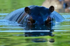 <b class=qtipBold><figcaption>Colombia-Escobar-Hippos</figcaption></b><br>A hippo is seen at the Hacienda Napoles theme park, once the private zoo of drug kingpin Pablo Escobar at his Napoles ranch, in Doradal, Antioquia department, Colombia. AFP PHOTO / RAUL ARBOLEDA<br><em>© Copyright Agence France-Presse (AFP) - All Rights Reserved</em> Colombia-Escobar-Hippos