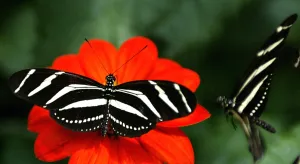Flower Prints: Colombia-Zoo-Butterfly