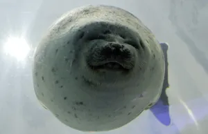 <b class=qtipBold><figcaption>Correction-Japan-Animal-Seal</figcaption></b><br>CORRECTION - DATELINE IN IPTC In this picture taken on June 24, 2015, a seal swims in an aquarium at the Osaka Aquarium, also known as Kaiyukan. AFP PHOTO / TOSHIFUMI KITAMURA / AFP PHOTO / TOSHIFUMI KITAMURA<br><em>© Copyright Agence France-Presse (AFP) - All Rights Reserved</em> Correction-Japan-Animal-Seal