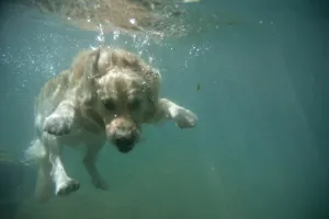 Corso the Dog Swims into the Guadiaro River Corso the Dog Swims into the Guadiaro River
