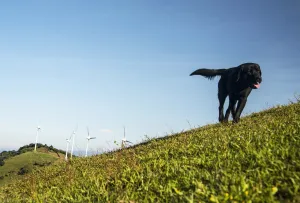 <b class=qtipBold><figcaption>Costa Rica-Energy-Dog</figcaption></b><br>A dog is seen near wind mills of the National Power and Light Company in Santa Ana, Costa Rica. AFP PHOTO / Ezequiel BECERRA / AFP PHOTO / EZEQUIEL BECERRA<br><em>© Copyright Agence France-Presse (AFP) - All Rights Reserved</em> Costa Rica-Energy-Dog
