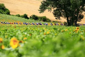 Cycling-Fra-Tdf-2010-Pack-Postcard