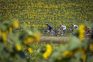 Cycling-Fra-Tdf2011-Breakaway-Postcard Cycling-Fra-Tdf2011-Breakaway-Postcard