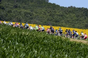 Tour De France - Flower Prints: Cycling-Fra-Tdf2014-Postcard