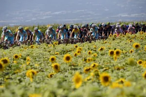 Cycling-Fra-Tdf2014-Postcard