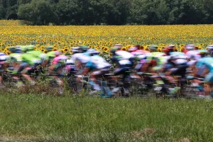 <b class=qtipBold><figcaption>Cycling-Fra-Tdf2016-Pack-Postcard</figcaption></b><br>The pack rides past a sunflowers field during the 162, 5 km seventh stage of the 103rd edition of the Tour de France cycling race on July 8, 2016 between L'Isle-Jourdain and Lac de Payolle. / AFP PHOTO / KENZO TRIBOUILLARD<br><em>© Copyright Agence France-Presse (AFP) - All Rights Reserved</em> Cycling-Fra-Tdf2016-Pack-Postcard