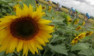 Flower Prints: Cycling-Tdf2006-Boonen