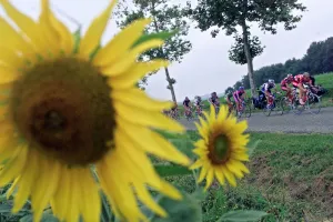 Cyclisme-Tdf2001-Peloton