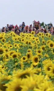 Flower Prints: Cyclisme-Tdf2001-Peloton