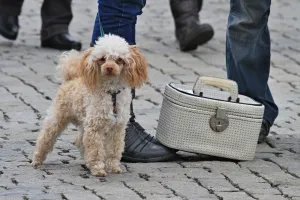 Images Dated 16th February 2014: Czech-Guiness Record-Suitcases-Offbeat