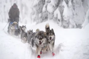 AFP Instagram Collection Prints: Czech-Sport-Animal-Sled