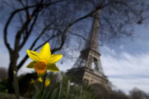Eiffel Tower Prints: Daffodils Blossom Paris