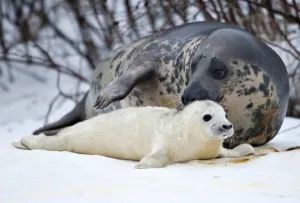 <b class=qtipBold><figcaption>Denmark-Animals-Baby Seal</figcaption></b><br>A newly born grey seal pup lies by his his mother Laura on January 27, 2010, at the North Sea Oceannarium in Hirtshals, Northern Denmark. Laura is the fist grey seal in captivity in Denmark ever to give birth to a pup. Ten years ago Laura was found on a beach near Hirthals and brought to the oceanarium. AFP PHOTO / Henning Bagger / SCANPIX DANMARK 2010 / AFP PHOTO / SCANPIX DENMARK / HENNING BAGGER<br><em>© Copyright Agence France-Presse (AFP) - All Rights Reserved</em> Denmark-Animals-Baby Seal
