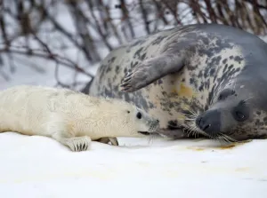 Denmark-Animals-Baby Seal Denmark-Animals-Baby Seal